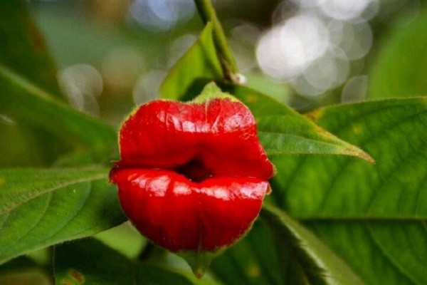 3[-]loài[-]cây[-]thần[-]kỳ[-]biết[-]"bắt[-]chước"[-]con[-]người[-]1